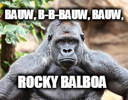 pissed off gorilla  | BAUW, B-B-BAUW, BAUW, ROCKY BALBOA | image tagged in pissed off gorilla | made w/ Imgflip meme maker