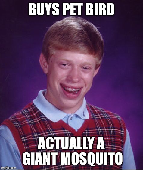 Bad Luck Brian Meme | BUYS PET BIRD ACTUALLY A GIANT MOSQUITO | image tagged in memes,bad luck brian | made w/ Imgflip meme maker