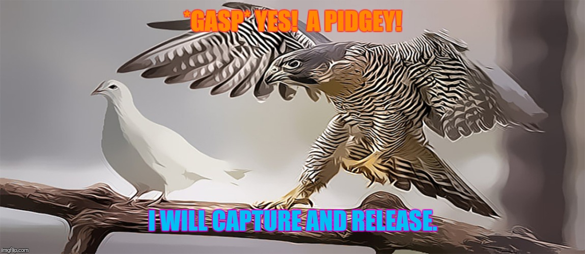 *GASP* YES!  A PIDGEY! I WILL CAPTURE AND RELEASE. | made w/ Imgflip meme maker