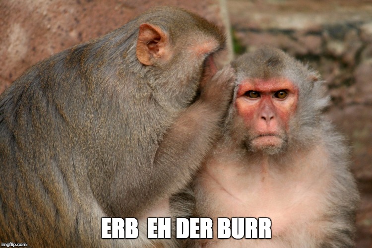 Whispering Monkeys | ERB  EH DER BURR | image tagged in whispering monkeys | made w/ Imgflip meme maker