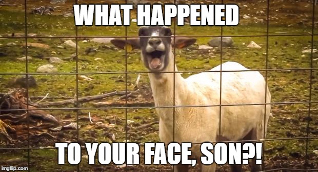 Screaming goat | WHAT HAPPENED; TO YOUR FACE, SON?! | image tagged in screaming goat | made w/ Imgflip meme maker