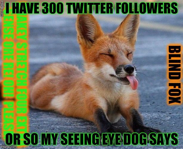 I HAVE 300 TWITTER FOLLOWERS OR SO MY SEEING EYE DOG SAYS | made w/ Imgflip meme maker