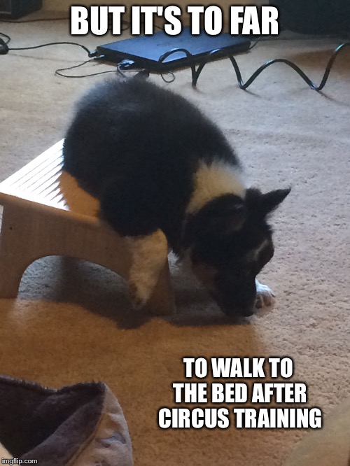 BUT IT'S TO FAR; TO WALK TO THE BED AFTER CIRCUS TRAINING | image tagged in the new doge | made w/ Imgflip meme maker