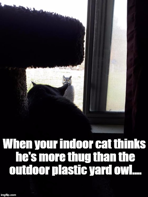 Cat vs plastic owl | When your indoor cat thinks he's more thug than the outdoor plastic yard owl.... | image tagged in thug cat,staredown | made w/ Imgflip meme maker