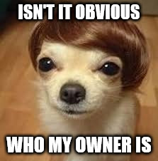 Justin's Dog | ISN'T IT OBVIOUS; WHO MY OWNER IS | image tagged in justin bieber,bieber | made w/ Imgflip meme maker