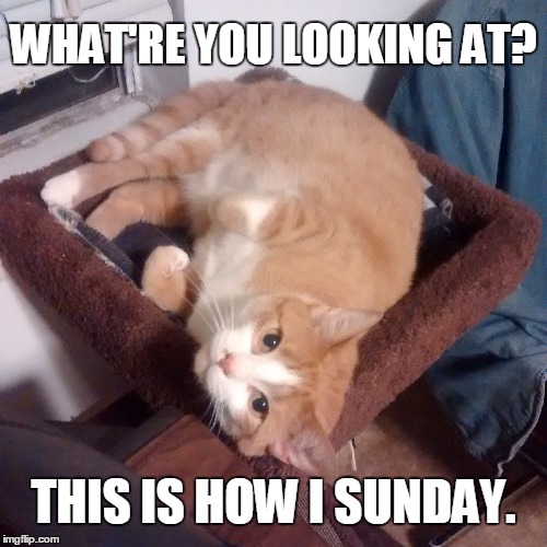 It's a day of rest... |  WHAT'RE YOU LOOKING AT? THIS IS HOW I SUNDAY. | image tagged in cat nap | made w/ Imgflip meme maker