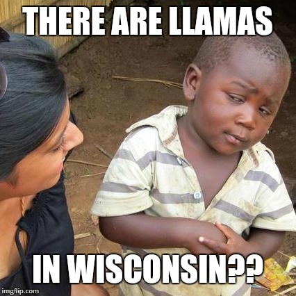 Third World Skeptical Kid Meme | THERE ARE LLAMAS IN WISCONSIN?? | image tagged in memes,third world skeptical kid | made w/ Imgflip meme maker