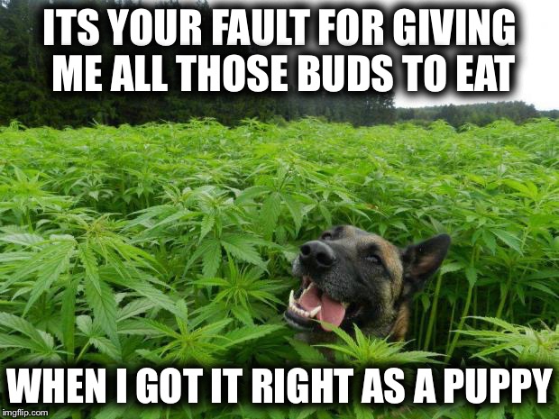 weed policedog | ITS YOUR FAULT FOR GIVING ME ALL THOSE BUDS TO EAT; WHEN I GOT IT RIGHT AS A PUPPY | image tagged in weed policedog,raydog,memes,funny | made w/ Imgflip meme maker