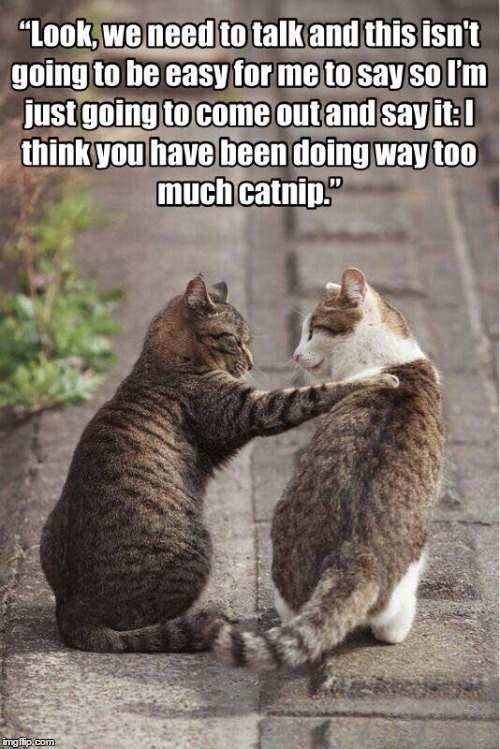 Catnip Intervention | image tagged in cats,catnip,intervention | made w/ Imgflip meme maker