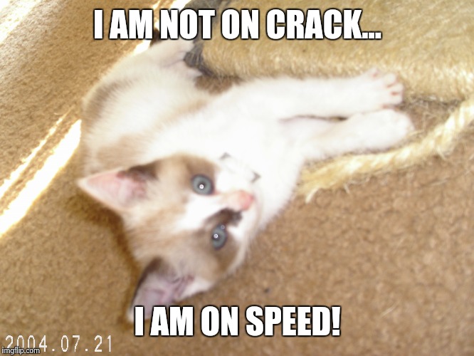 I AM NOT ON CRACK... I AM ON SPEED! | image tagged in crack cat | made w/ Imgflip meme maker