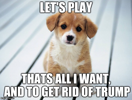 Puppy play | LET'S PLAY; THATS ALL I WANT, AND TO GET RID OF TRUMP | image tagged in cute puppy | made w/ Imgflip meme maker