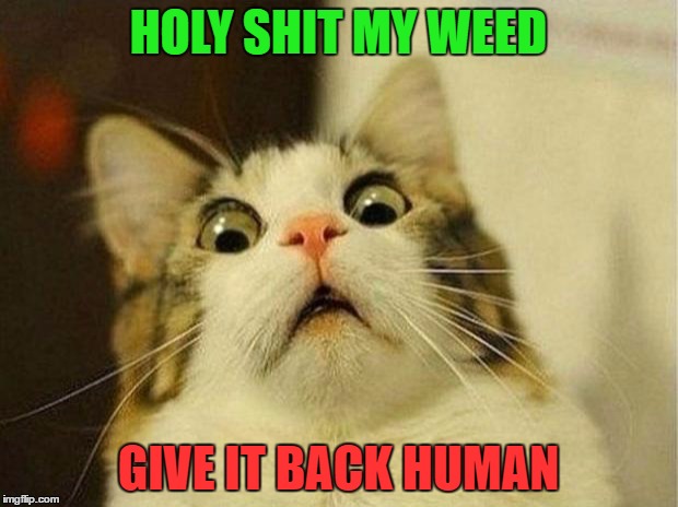 Scared Cat | HOLY SHIT MY WEED; GIVE IT BACK HUMAN | image tagged in memes,scared cat | made w/ Imgflip meme maker