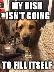 MY DISH ISN'T GOING; TO FILL ITSELF | image tagged in dogs food | made w/ Imgflip meme maker