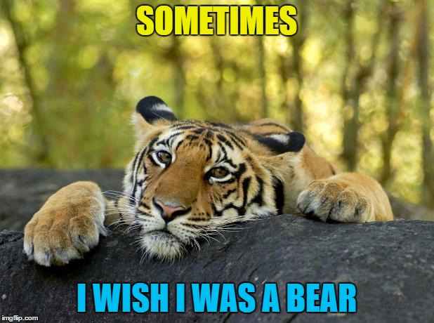 Just don't sing "The Bear Necessities" :) | SOMETIMES; I WISH I WAS A BEAR | image tagged in confession tiger,bear,memes,confession bear,animals,cats | made w/ Imgflip meme maker