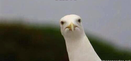judging seagull Blank Meme Template