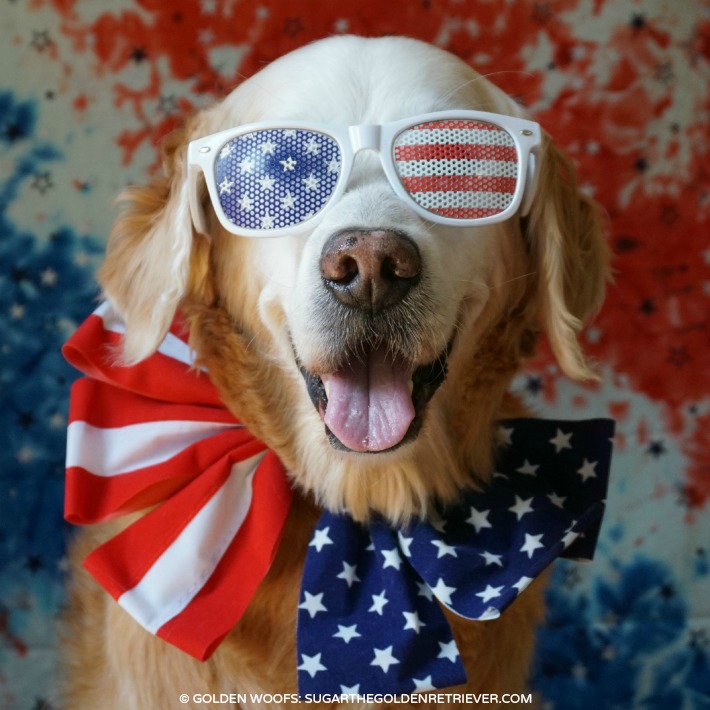 High Quality 4th of July Dog Blank Meme Template