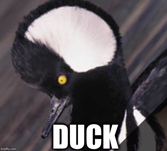 A duck | DUCK | image tagged in duck,funny,memes | made w/ Imgflip meme maker