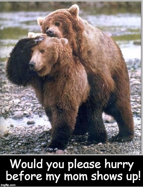 Are you through, yet? | Would you please hurry before my mom shows up! | image tagged in vince vance,bears,not tonight,i have a headache,bears doing it | made w/ Imgflip meme maker