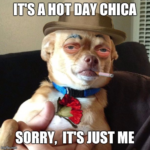 Hot doggy | IT'S A HOT DAY CHICA; SORRY,  IT'S JUST ME | image tagged in funny,memes,meme,dog,too many hot dogs | made w/ Imgflip meme maker