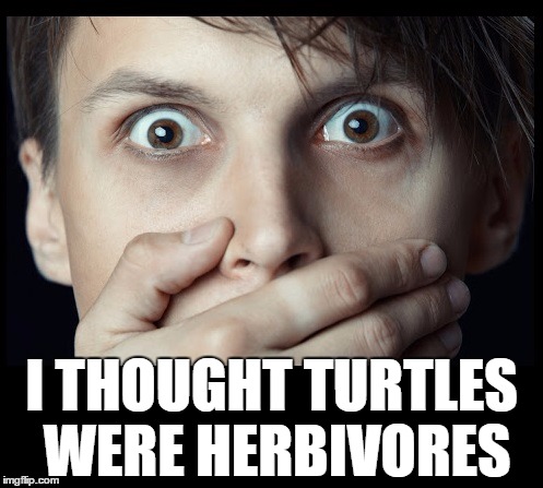 oh my | I THOUGHT TURTLES WERE HERBIVORES | image tagged in oh my | made w/ Imgflip meme maker