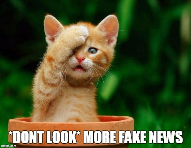 Surprised Kitty | *DONT LOOK* MORE FAKE NEWS | image tagged in surprised kitty | made w/ Imgflip meme maker