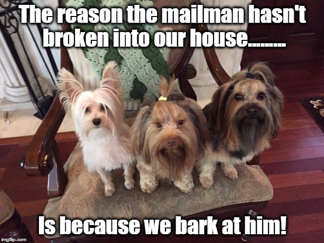 The reason the mailman hasn't broken into our house......... Is because we bark at him! | image tagged in nouli | made w/ Imgflip meme maker