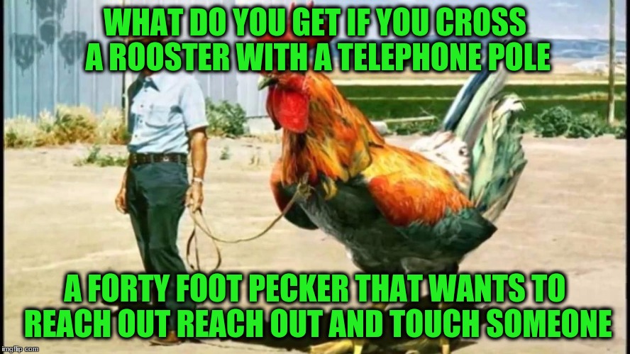 WHAT DO YOU GET IF YOU CROSS A ROOSTER WITH A TELEPHONE POLE A FORTY FOOT PECKER THAT WANTS TO REACH OUT REACH OUT AND TOUCH SOMEONE | made w/ Imgflip meme maker