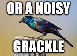 OR A NOISY GRACKLE | made w/ Imgflip meme maker