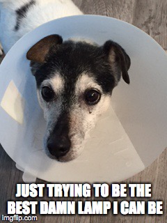 MAGGIE | JUST TRYING TO BE THE BEST DAMN LAMP I CAN BE | image tagged in funny memes | made w/ Imgflip meme maker