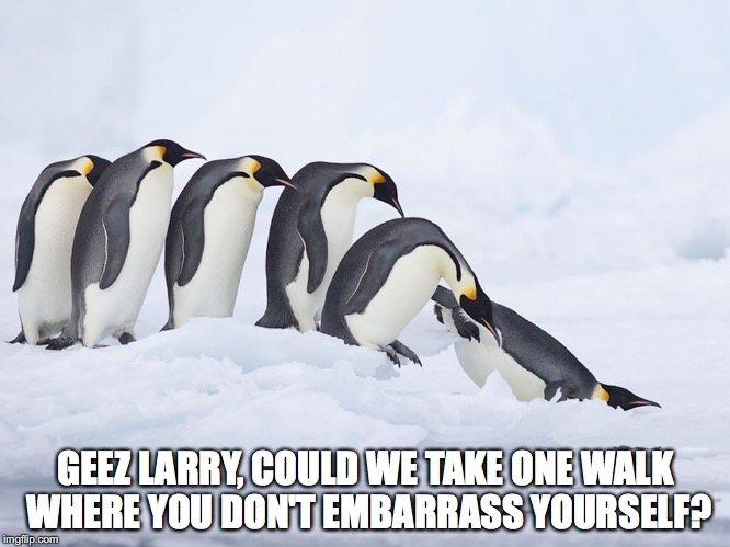penguins | GEEZ LARRY, COULD WE TAKE ONE WALK WHERE YOU DON'T EMBARRASS YOURSELF? | image tagged in funny memes | made w/ Imgflip meme maker