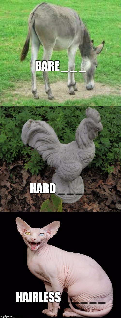 NSFW? No, you just have a dirty mind! | BARE _ _ _; HARD _ _ _ _; HAIRLESS _ _ _ _ _ | image tagged in animals,farm animals,cats,rooster,donkey | made w/ Imgflip meme maker