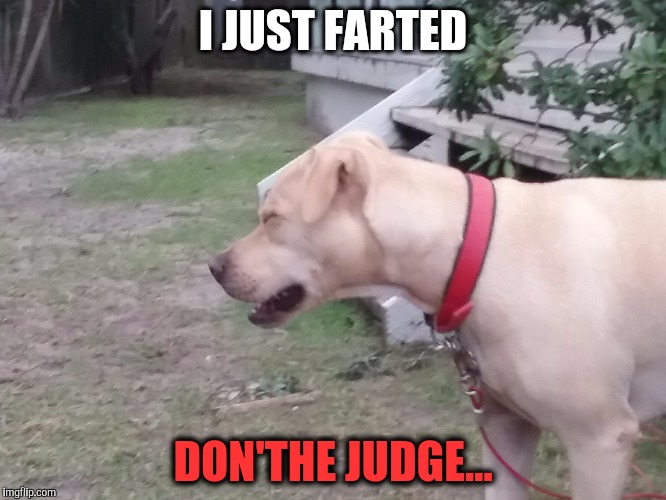 I JUST FARTED; DON'THE JUDGE... | image tagged in dog | made w/ Imgflip meme maker