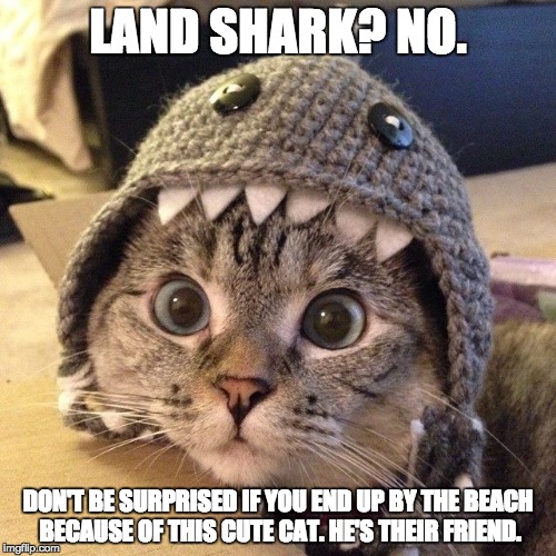 catshark | LAND SHARK? NO. DON'T BE SURPRISED IF YOU END UP BY THE BEACH BECAUSE OF THIS CUTE CAT. HE'S THEIR FRIEND. | image tagged in catshark | made w/ Imgflip meme maker