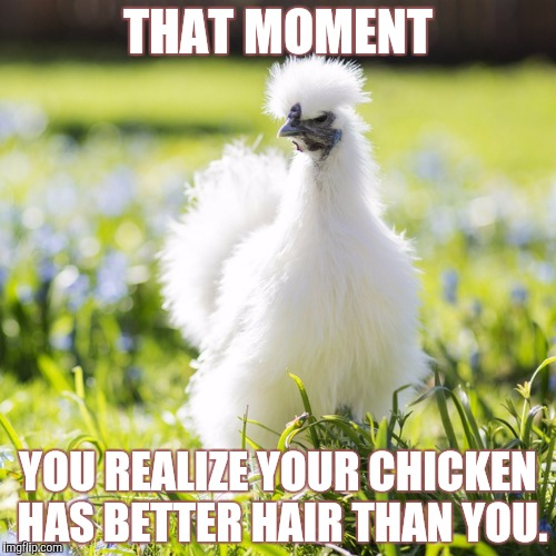 THAT MOMENT; YOU REALIZE YOUR CHICKEN HAS BETTER HAIR THAN YOU. | image tagged in chicken-meme | made w/ Imgflip meme maker