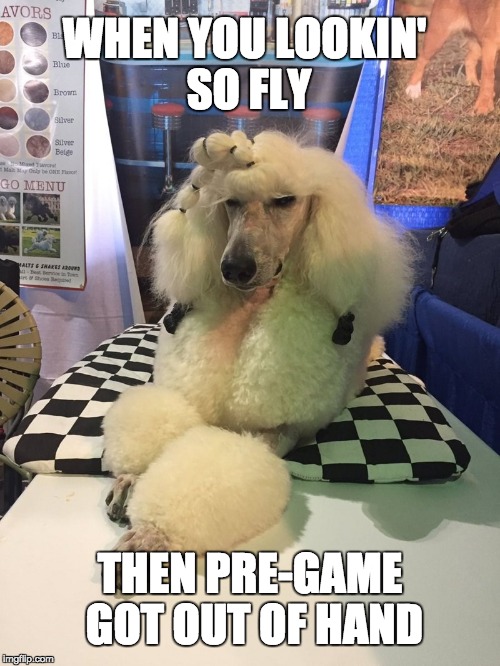 When you lookin' so fly | WHEN YOU LOOKIN' SO FLY; THEN PRE-GAME GOT OUT OF HAND | image tagged in poodle,poodles,drinks,drunk | made w/ Imgflip meme maker