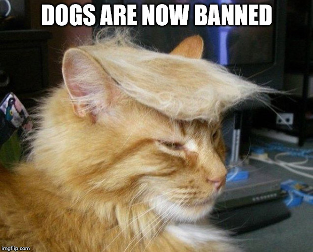 Cat Trump | DOGS ARE NOW BANNED | image tagged in cat trump | made w/ Imgflip meme maker