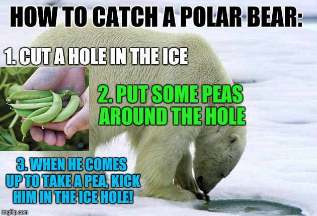 North Pole Humor | HOW TO CATCH A POLAR BEAR:; 1. CUT A HOLE IN THE ICE; 2. PUT SOME PEAS AROUND THE HOLE; 3. WHEN HE COMES UP TO TAKE A PEA, KICK HIM IN THE ICE HOLE! | image tagged in funny | made w/ Imgflip meme maker