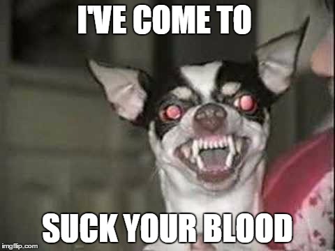 vampire chihuahua |  I'VE COME TO; SUCK YOUR BLOOD | image tagged in dogs,chihuahuas,angry chihuahua | made w/ Imgflip meme maker