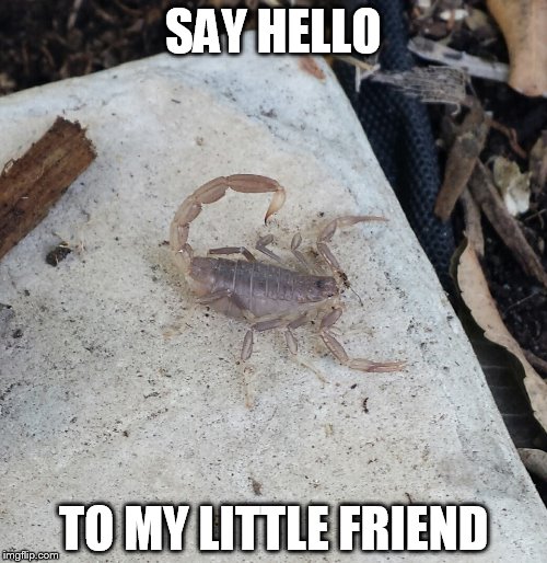 SAY HELLO; TO MY LITTLE FRIEND | image tagged in garden scorpion | made w/ Imgflip meme maker