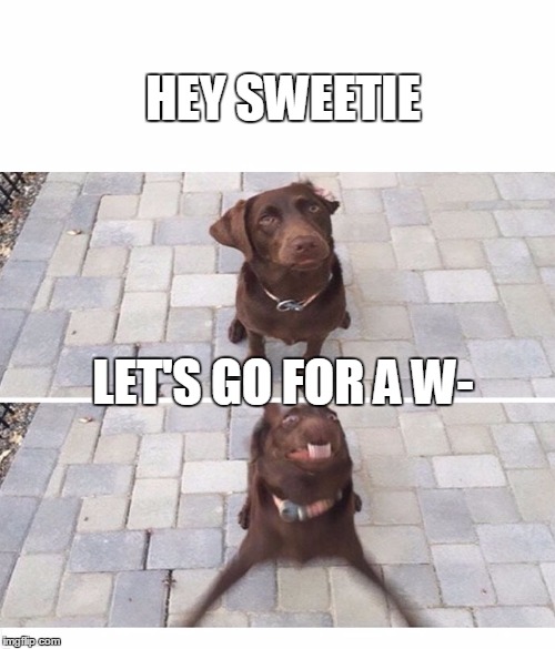 Girlfriend/Boyfriend reacts when you ask her/him to go out with you. | HEY SWEETIE; LET'S GO FOR A W- | image tagged in dog,dog walking,funny dog,girlfriend | made w/ Imgflip meme maker