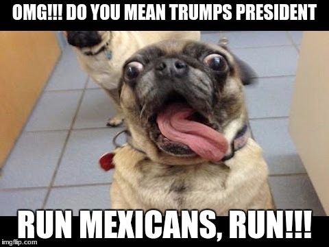 OMG!! RUN | OMG!!! DO YOU MEAN TRUMPS PRESIDENT; RUN MEXICANS, RUN!!! | image tagged in puppy,donald trump | made w/ Imgflip meme maker