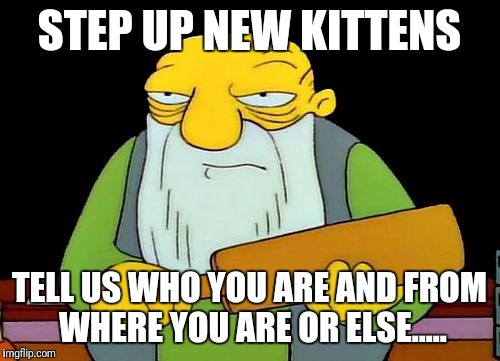 That's a paddlin' Meme | STEP UP NEW KITTENS; TELL US WHO YOU ARE AND FROM WHERE YOU ARE
OR ELSE..... | image tagged in memes,that's a paddlin' | made w/ Imgflip meme maker