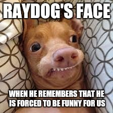 dumb dog | RAYDOG'S FACE; WHEN HE REMEMBERS THAT HE IS FORCED TO BE FUNNY FOR US | image tagged in dumb dog | made w/ Imgflip meme maker