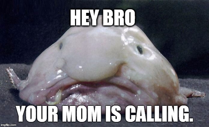 Your mom is a blob now... | HEY BRO; YOUR MOM IS CALLING. | image tagged in fish,insult | made w/ Imgflip meme maker
