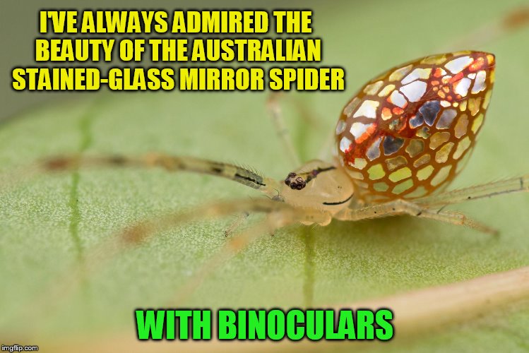 I'VE ALWAYS ADMIRED THE BEAUTY OF THE AUSTRALIAN STAINED-GLASS MIRROR SPIDER; WITH BINOCULARS | made w/ Imgflip meme maker