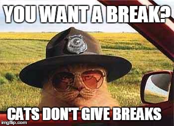PLEASE OFFICER CAN YOU GIVE ME A BREAK? | YOU WANT A BREAK? CATS DON'T GIVE BREAKS | image tagged in avo2484catsheriff,funny cats,police | made w/ Imgflip meme maker