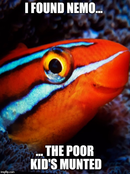 I FOUND NEMO... ... THE POOR KID'S MUNTED | image tagged in tweaker nemo | made w/ Imgflip meme maker