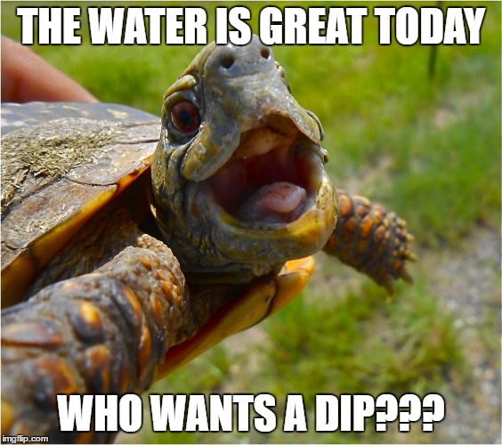 THE WATER IS GREAT TODAY WHO WANTS A DIP??? | made w/ Imgflip meme maker