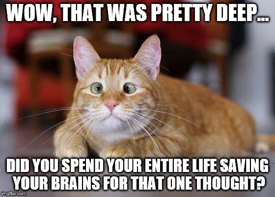 That was deep | WOW, THAT WAS PRETTY DEEP... DID YOU SPEND YOUR ENTIRE LIFE SAVING YOUR BRAINS FOR THAT ONE THOUGHT? | image tagged in funny cat memes,my face when someone asks a stupid question | made w/ Imgflip meme maker
