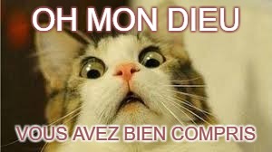 Funny animals | OH MON DIEU; VOUS AVEZ BIEN COMPRIS | image tagged in funny animals | made w/ Imgflip meme maker